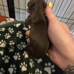 Boy 3 - Chocolate male Dachshund puppy in Brandon, Florida from Knights Dachshunds
