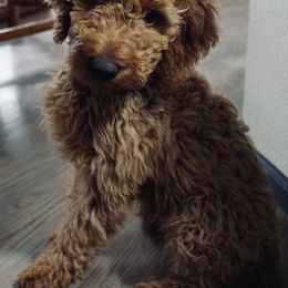 Goldendoodle Puppies from Amberdoodles