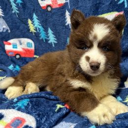 AKC Cappuccino - Red and white male Siberian Husky puppy in Centreville, Maryland from Huskies By the Bay
