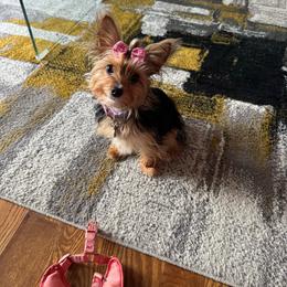 Nova - Yorkshire Terrier