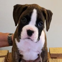 Boxer Puppies from Fineview Boxers