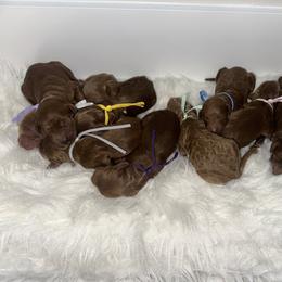 Girl 8 - female Goldendoodle puppy in Waskom, Texas from Pearls & Curls doodles & poodles