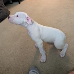 Boy 4 - White male Dogo Argentino puppy in Morgan Hill, Pennsylvania from De la Fuerza De Dios