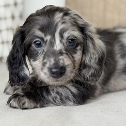 Indigo - Dapple male Dachshund puppy in Bentonville, Arkansas from Boujee Buns Dachshunds