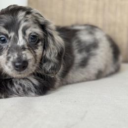 Indigo - Dapple male Dachshund puppy in Bentonville, Arkansas from Boujee Buns Dachshunds