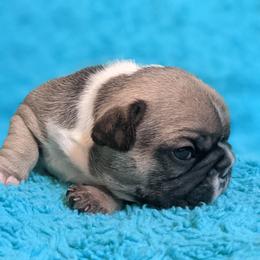 Bulldog and French Bulldog Puppies from Rohde's Road Dog Bullies