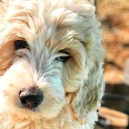 Bernedoodles and Goldendoodles from Ten Acre Wood Doodles
