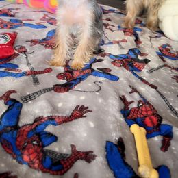 Yorkshire Terrier Puppies from Rosey’s Yorkies