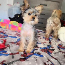 Yorkshire Terrier Puppies from Rosey’s Yorkies