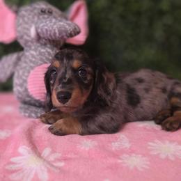 Zyra - Dapple female Dachshund puppy in Centerville, Georgia from Mel's LowRider Ranch