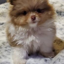 Pomeranian Puppies from Bluebonnet Pomeranians