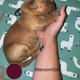 The calm before the storm-stormie - Dark golden female Golden Retriever puppy in Gainesville, Florida from Heart and Soul Dog Breeding, Inc.