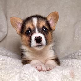 Pembroke Welsh Corgi Puppies from Sorrel Sands Corgis