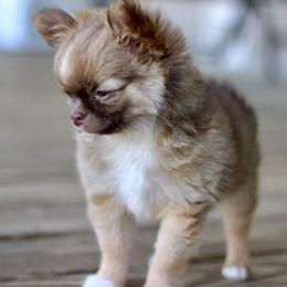 Chihuahuas from Cane River Chihuahuas
