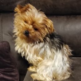 Ressi - Yorkshire Terrier