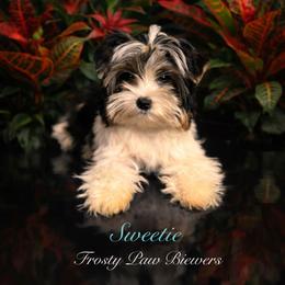 Sweetie - Black tan and white female Biewer Terrier puppy in Palmer, Alaska from Frosty Paw Biewers and Yorkshires