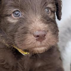 Newfypoo puppies from Green Acres Newfypoos