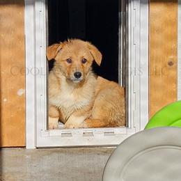 Wednesday - Red female Pembroke Welsh Corgi puppy in Kiowa, Colorado from Cool Water Corgis LLC