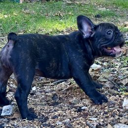 Fiona - Brindle female French Bulldog puppy in Greenfield, Missouri from Hope Mountain French Bulldogs
