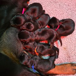 Orange - Black and tan male Rottweiler puppy in Stanton, Kentucky from Vom Hause Alistair