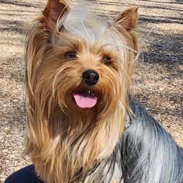 Major - Yorkshire Terrier