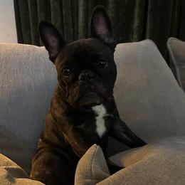 French Bulldog puppies from Von Bales French Bulldogs