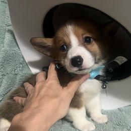 Rudy - Red male Pembroke Welsh Corgi puppy in New Waverly, Texas from Corgie & Cream Paradise
