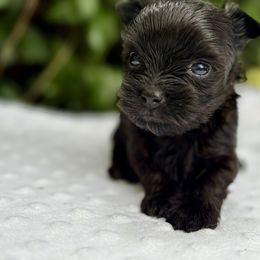 Ricky - Black and tan male Yorkshire Terrier puppy in Bunnell, Florida from Royal Biewer and Royal Aussies