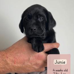 Junie - Black female Labrador Retriever puppy in Lonsdale, Minnesota from Cedar Ridge Labradors