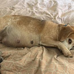 HONEY - Beagle