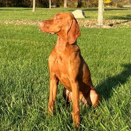 Vizsla Puppies from Legacy Vizslas - Zionsville, Indiana