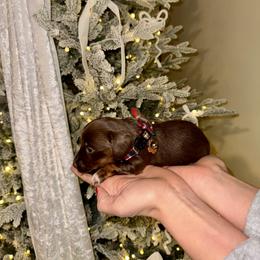 Dachshund Puppies from Doodle Bugs Doxies