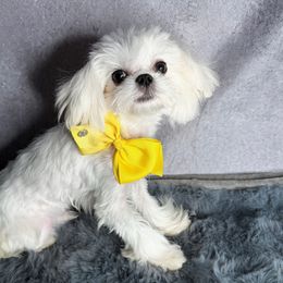 Boba  boy neutered - White male Maltese puppy in California from Yorkie & Maltese Royalty