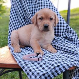 Lindsey (female)- pink collar - Yellow female Labrador Retriever puppy in Archer Lodge, North Carolina from Archer Lodge Labradors