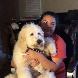 Goldendoodle and Pyredoodle Puppies from Sweet Dixie Doodles