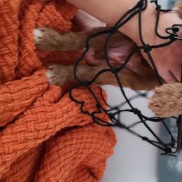 Goldendoodle and Sheepadoodle Puppies from IE Family Doodles