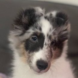 Orion - White blue merle and tan male Shetland Sheepdog puppy in Oakley, California from SquiresShelties