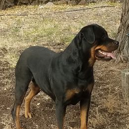 Ruby - Rottweiler