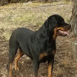Ruby - Rottweiler
