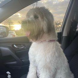 French Bulldogs, Shih Tzus, and Soft Coated Wheaten Terriers from Aurum K9