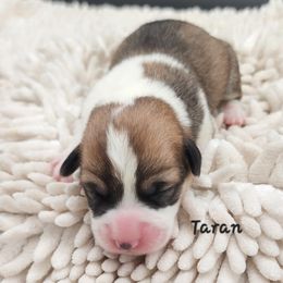 Taran - Red female Pembroke Welsh Corgi puppy in Renton, Washington from Laurel Canyon Kennels