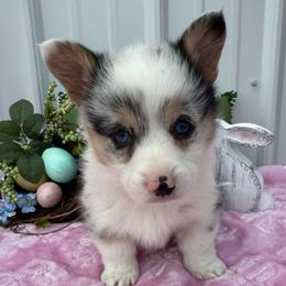 Pippin(blue merle,triple clear) - Blue merle and white female American Corgi puppy in Scottown, Ohio from Wyndy Ridge Corgis