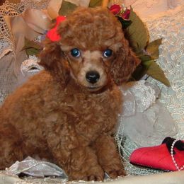 Poodle Puppies from Southern Lady Red Poodles
