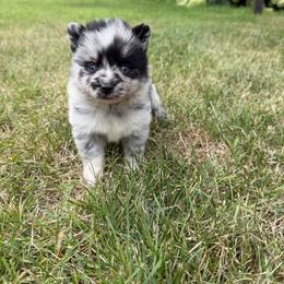 Left patch-storm - Merle male Pomsky puppy in Kingston, Michigan from Browns Pomskys