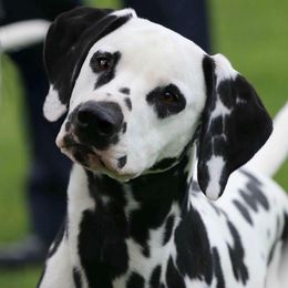 Indy - Dalmatian