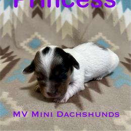Princess - Dapple female Dachshund puppy in Carlsbad, Texas from MV Mini Dachshunds
