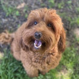 Zink - Goldendoodle