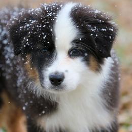 Australian Shepherd, Miniature American Shepherd, Miniature Australian Shepherd, and Toy Australian Shepherd Puppies from Painted Blue Aussies