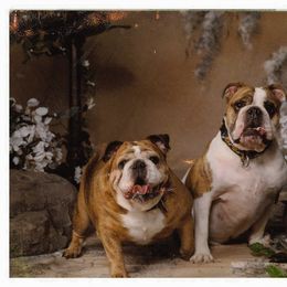 English Bulldog and French Bulldog Puppies from Jones Bulldogs