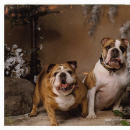 English Bulldog and French Bulldog Puppies from Jones Bulldogs